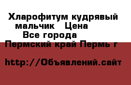 Хларофитум кудрявый мальчик › Цена ­ 30 - Все города  »    . Пермский край,Пермь г.